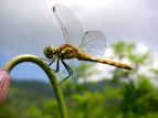 ALAJl Sympetrum frequens