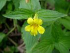 IIo~]zIYL Mimulus sessilifolius