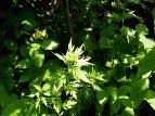 ^}KzggMX Tricyrtis latifolia