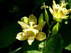 ^}KzggMX Tricyrtis latifolia