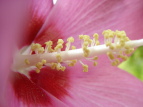 NQ Hibiscus syriacus