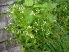 G]VIK} Pedicularis yezoensis