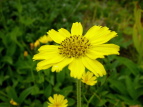 ETMMN Arnica unalascensis