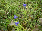 G]hE Gentiana triflora