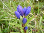 G]hE Gentiana triflora