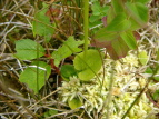 Eo`\E Parnassia palustris