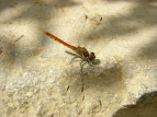 ALAJl Sympetrum frequens