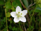 Eo`\E Parnassia palustris