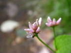 ~]\o Polygonum thunbergii