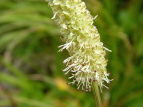 VoigEE`\E Sanguisorba albiflora