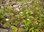 Eo`\E Parnassia palustris