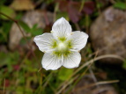 Eo`\E Parnassia palustris