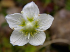 Eo`\E Parnassia palustris