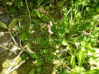 lWoi Spiranthes sinensis