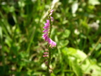 lWoi Spiranthes sinensis