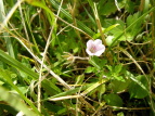 QmVER Geranium nepalense