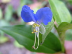 cNT Commelina communis