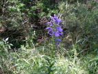 TMLE Lobelia sessilifolia