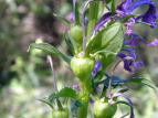 TMLE Lobelia sessilifolia