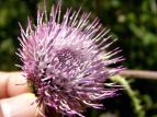 IjAU~ Cirsium borealinipponense