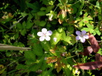 rb`EtE Geranium yoshinoi