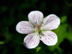 rb`EtE Geranium yoshinoi