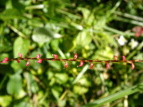 ~YqL Polygonum filiforme