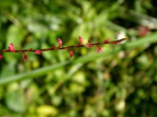 ~YqL Polygonum filiforme