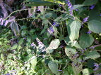 AL`EW Plectranthus longitubs