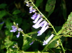 AL`EW Plectranthus longitubs