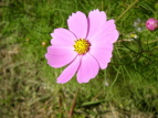 RXX Cosmos bipinnatus