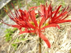 qKoi Lycoris radiata