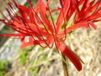 qKoi Lycoris radiata