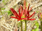 qKoi Lycoris radiata