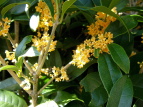 LNZC Osmanthus fragrans var. aurantiacus