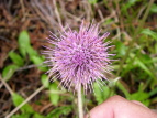 IjAU~ Cirsium borealinipponense