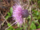 IjAU~ Cirsium borealinipponense