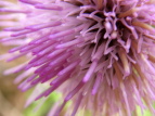 IjAU~ Cirsium borealinipponense