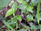 cNT Commelina communis