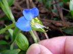 cNT Commelina communis