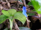 cNT Commelina communis