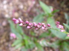 {gN^f Polygonum pubescens