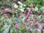 {gN^f Polygonum pubescens