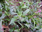 {gN^f Polygonum pubescens