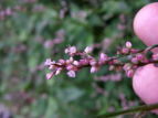 {gN^f Polygonum pubescens