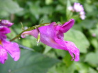 ctl\E Impatiens textori