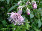 IjAU~ Cirsium borealinipponense