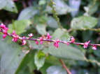 ~YqL Polygonum filiforme