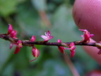 ~YqL Polygonum filiforme