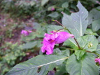 ctl\E Impatiens textori